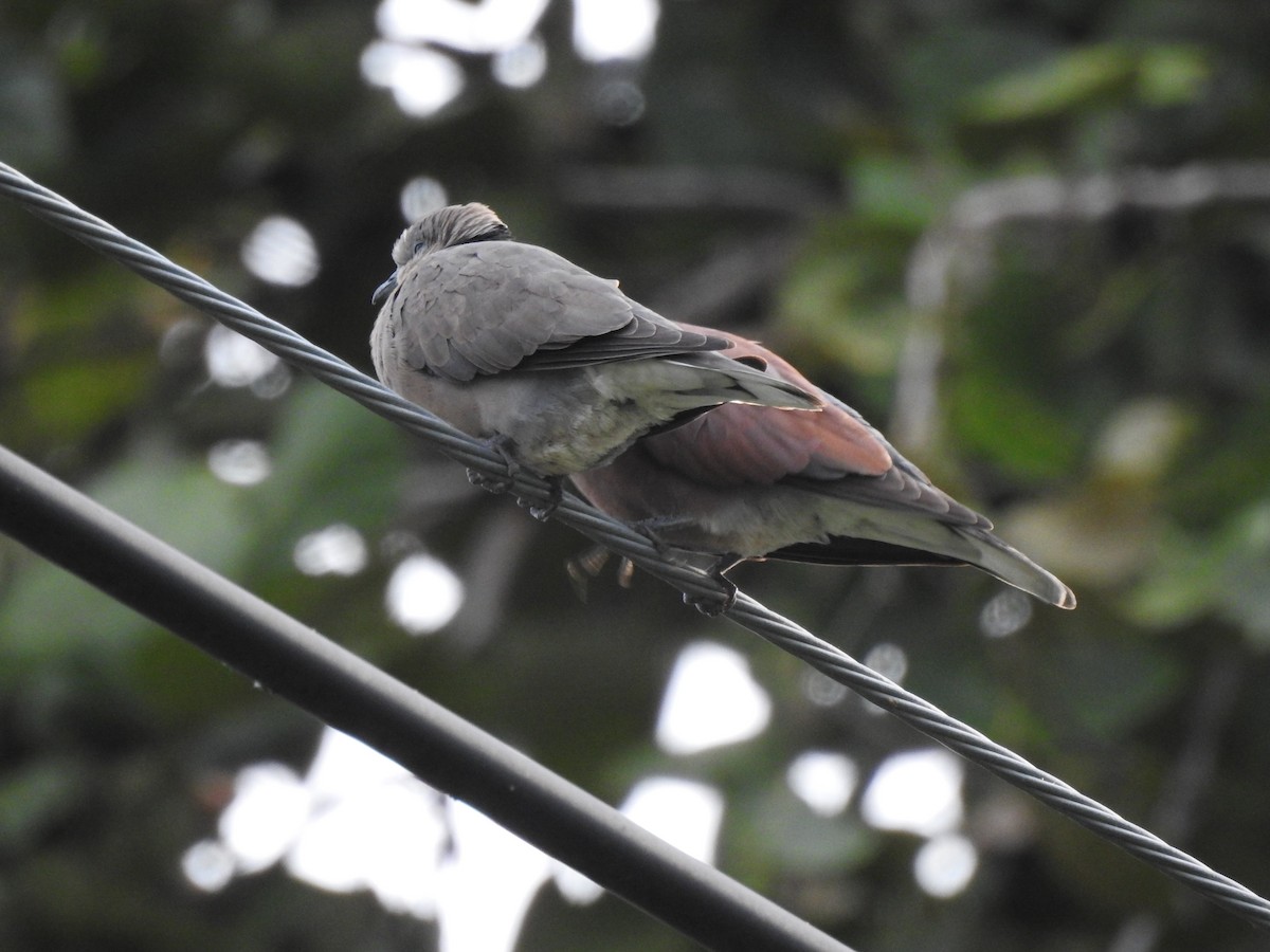 Red Collared-Dove - ML389386311