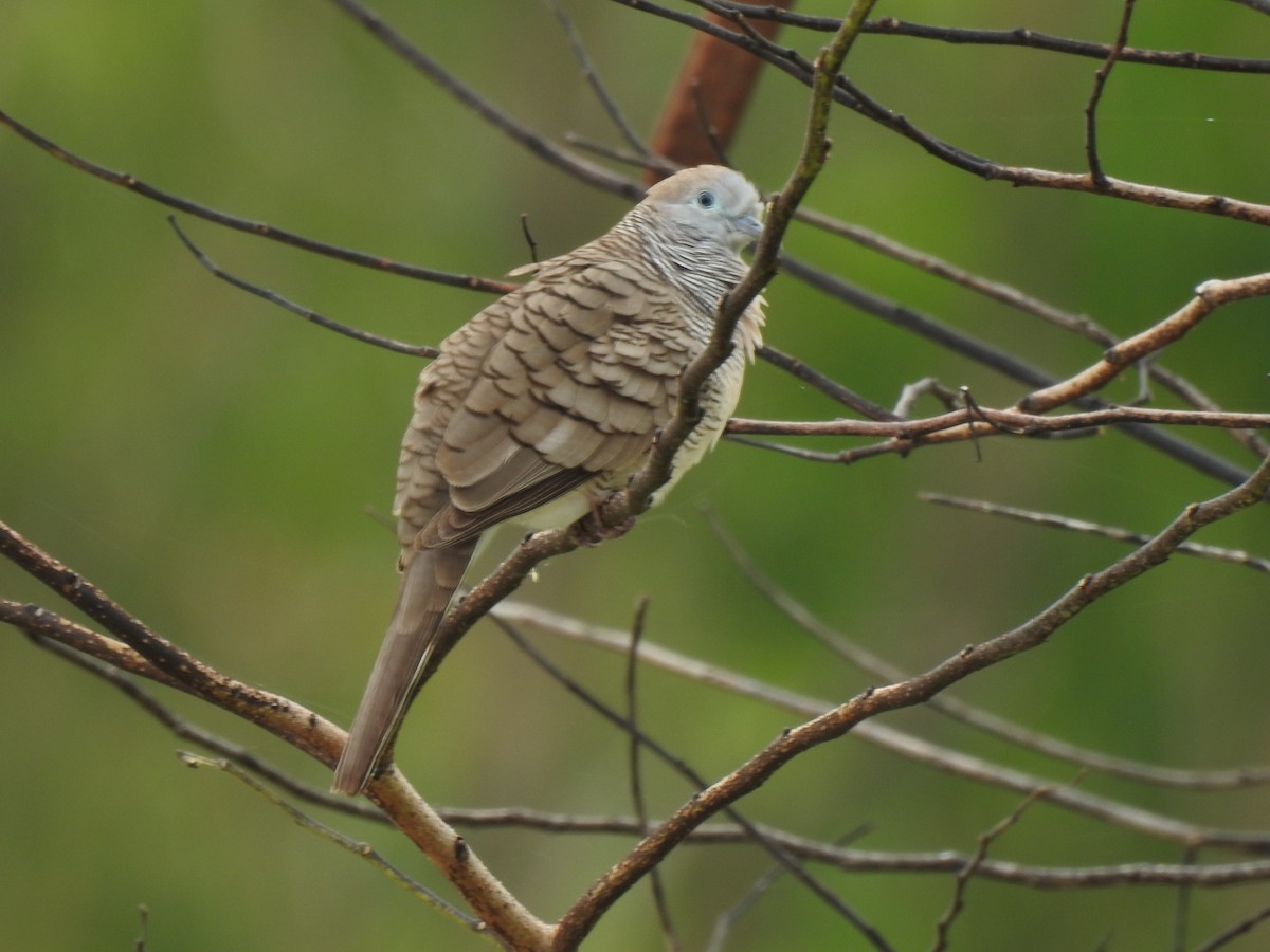 Zebra Dove - ML389386331