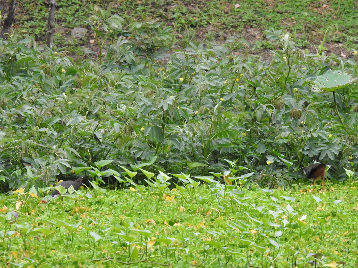 White-breasted Waterhen - ML389386351