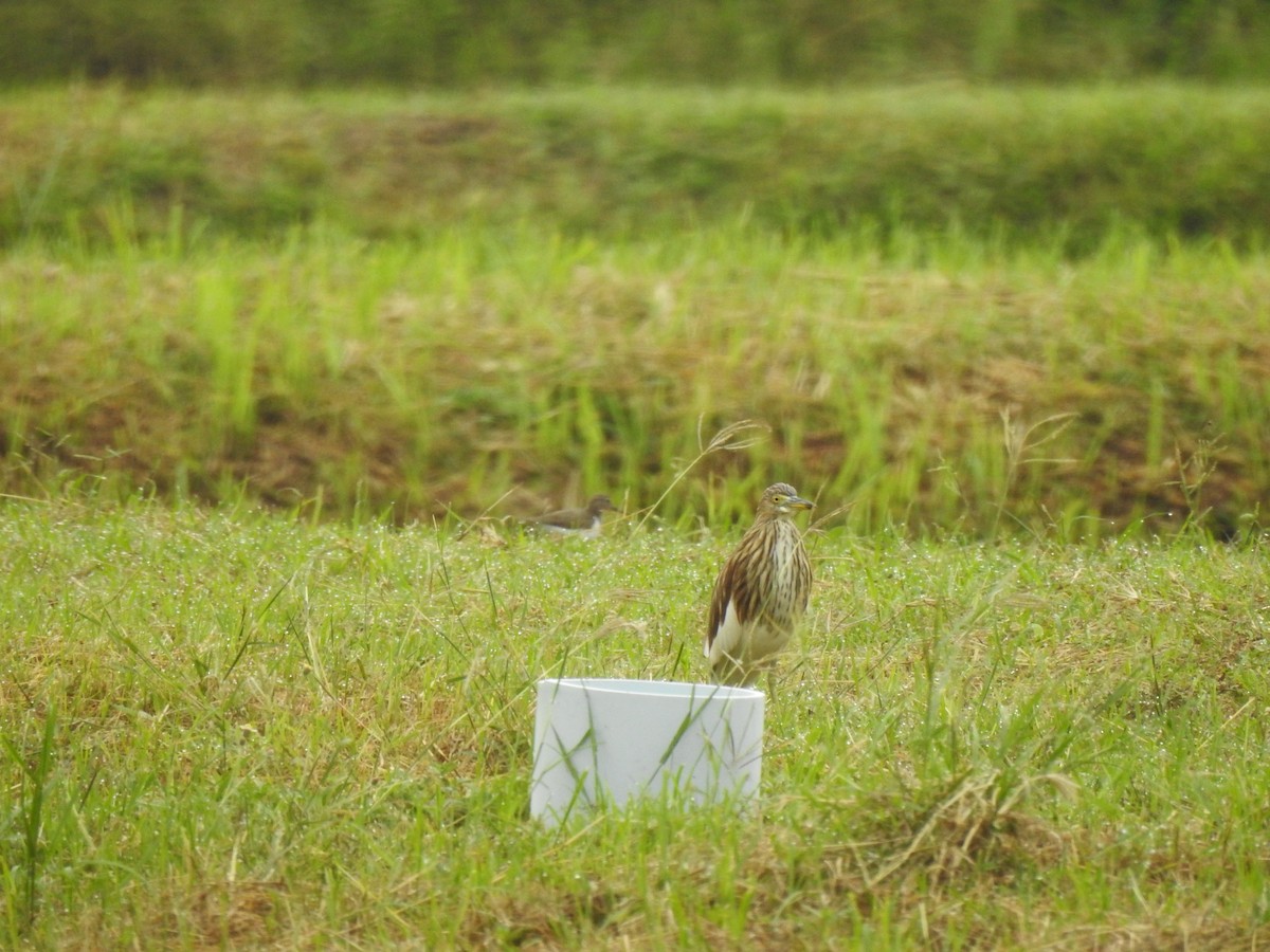 Common Sandpiper - ML389386371