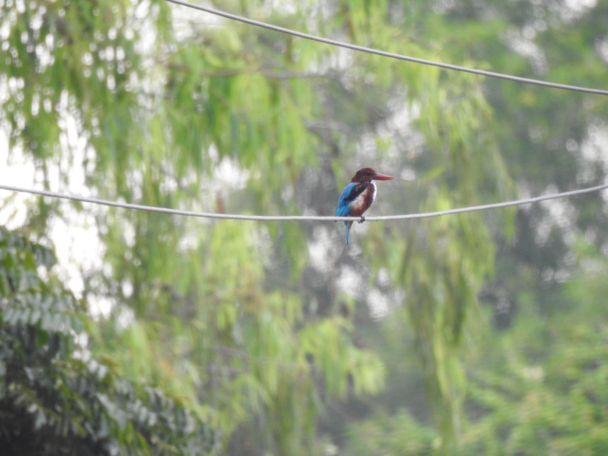 White-throated Kingfisher - ML389386431