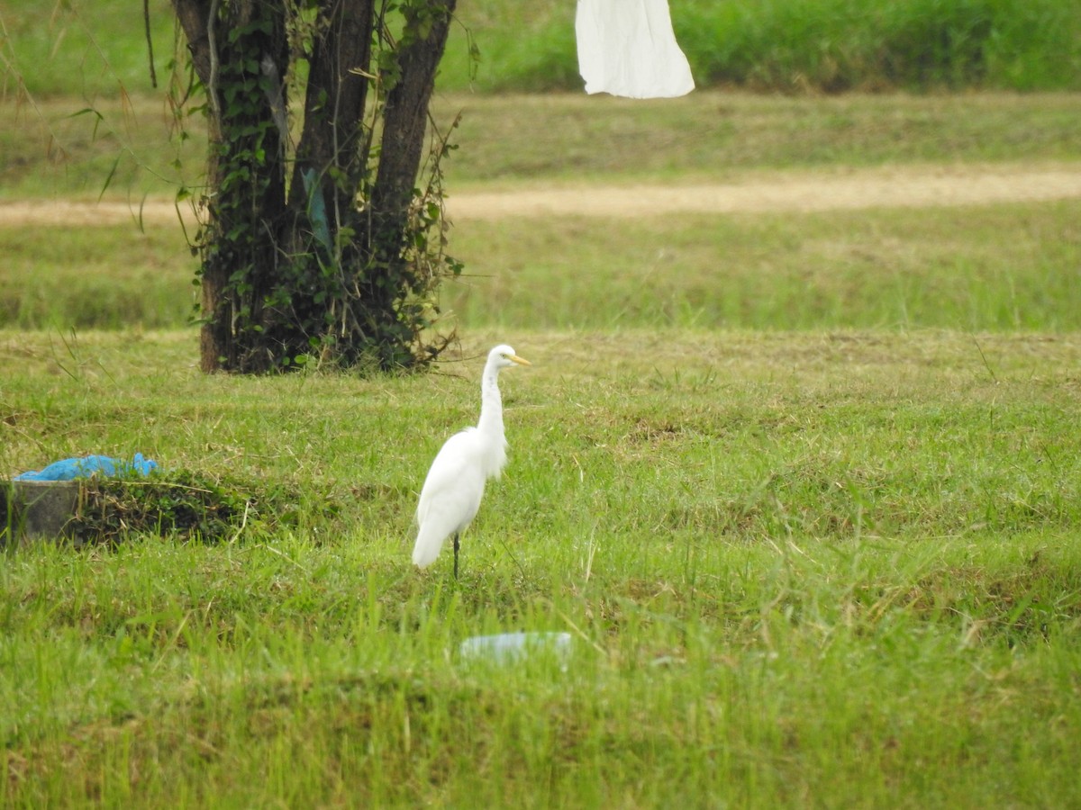 Medium Egret - ML389386441