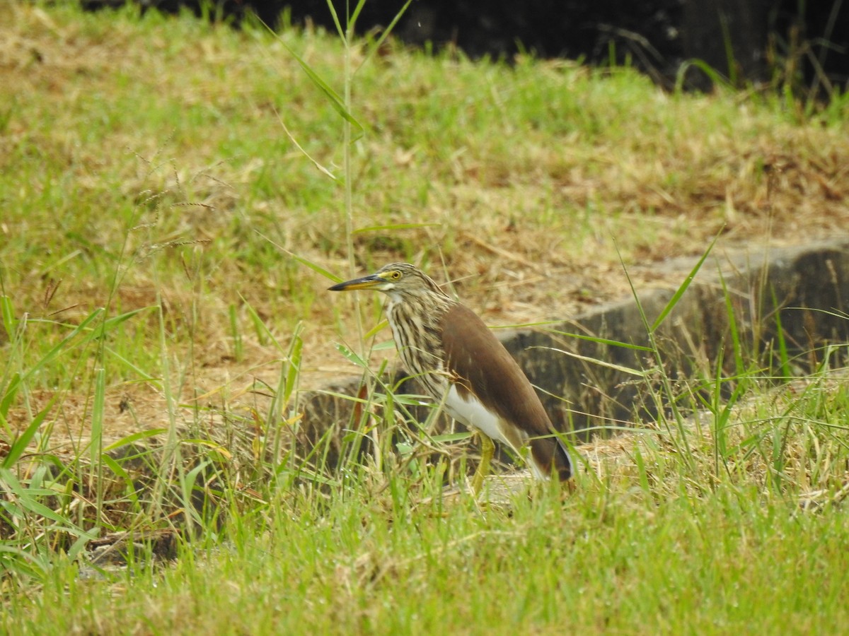 Garza/Garceta/Garcilla sp. - ML389386451