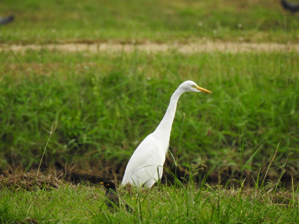 Medium Egret - ML389386461