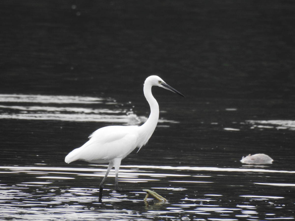 Little Egret - ML389386471