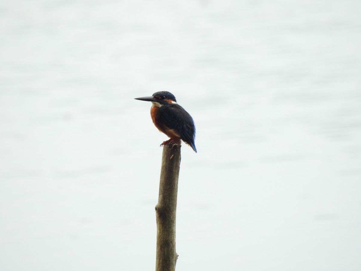 Common Kingfisher - ML389386481