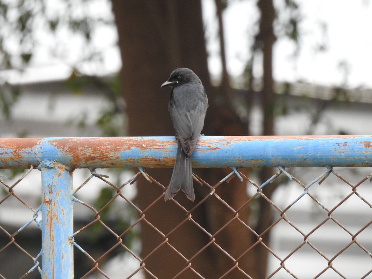 Black Drongo - ML389386531