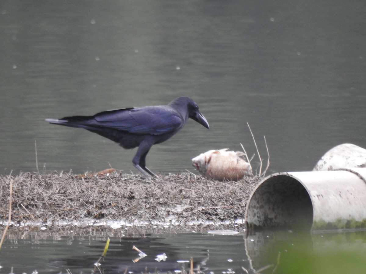 Large-billed Crow - ML389386561