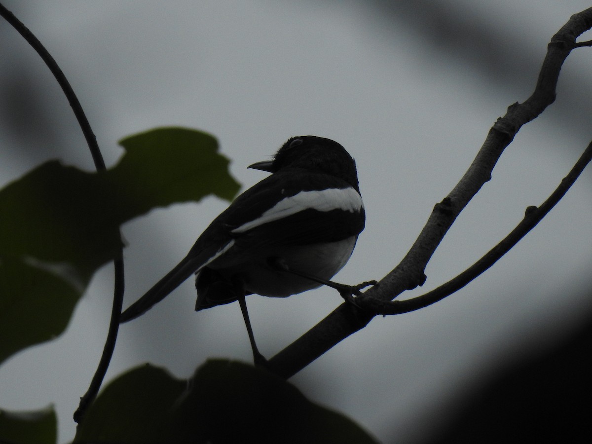 Oriental Magpie-Robin - ML389386671