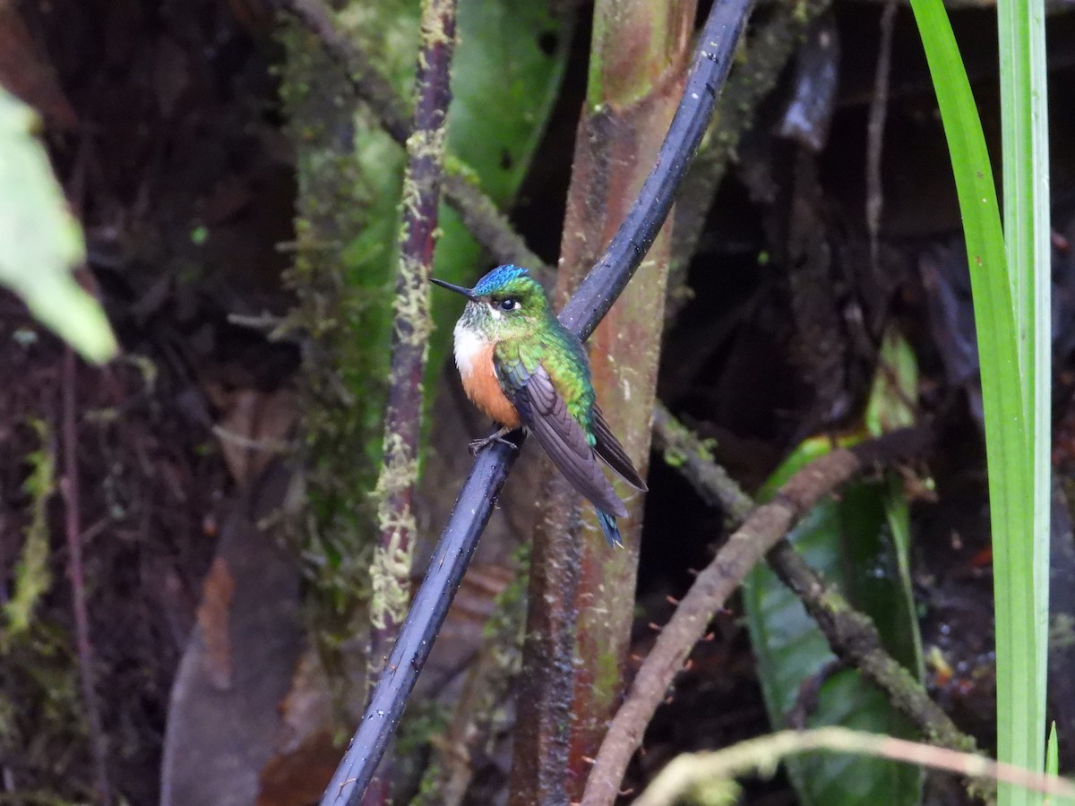 Violet-tailed Sylph - ML389387681