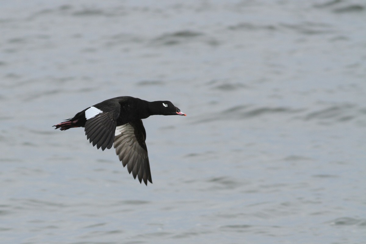 White-winged Scoter - ML38938831