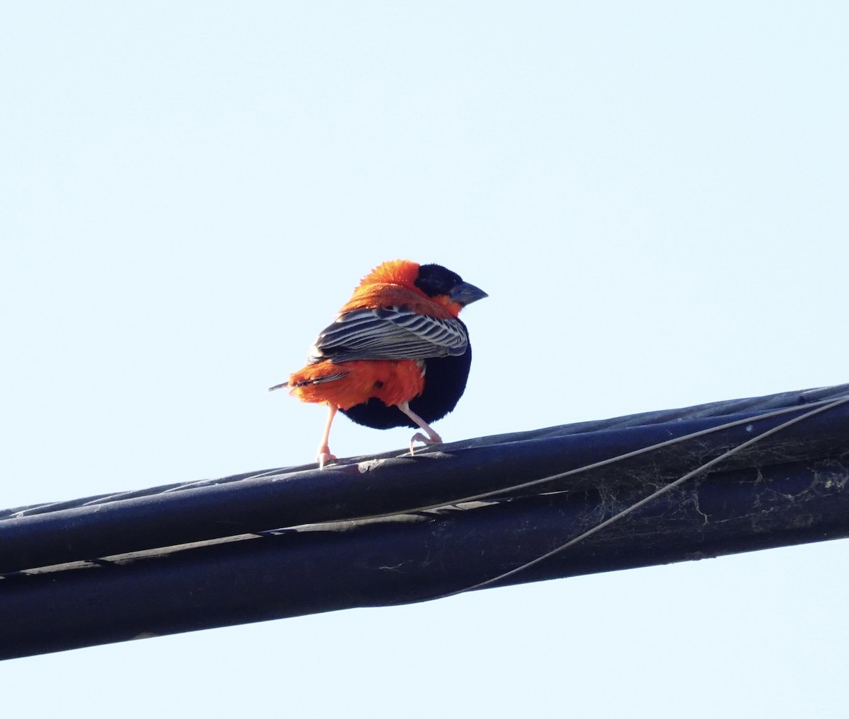 Northern Red Bishop - ML389388671