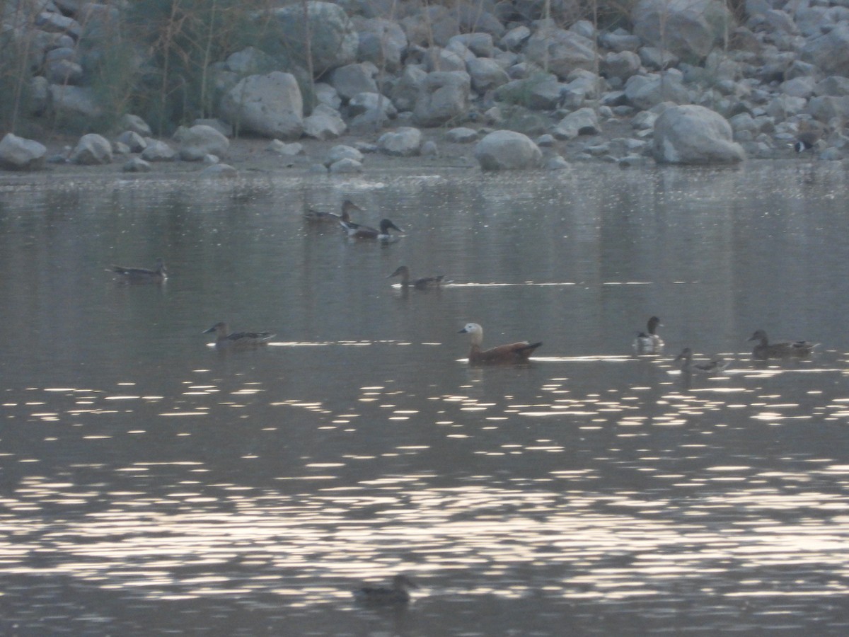 Ruddy Shelduck - ML389391221