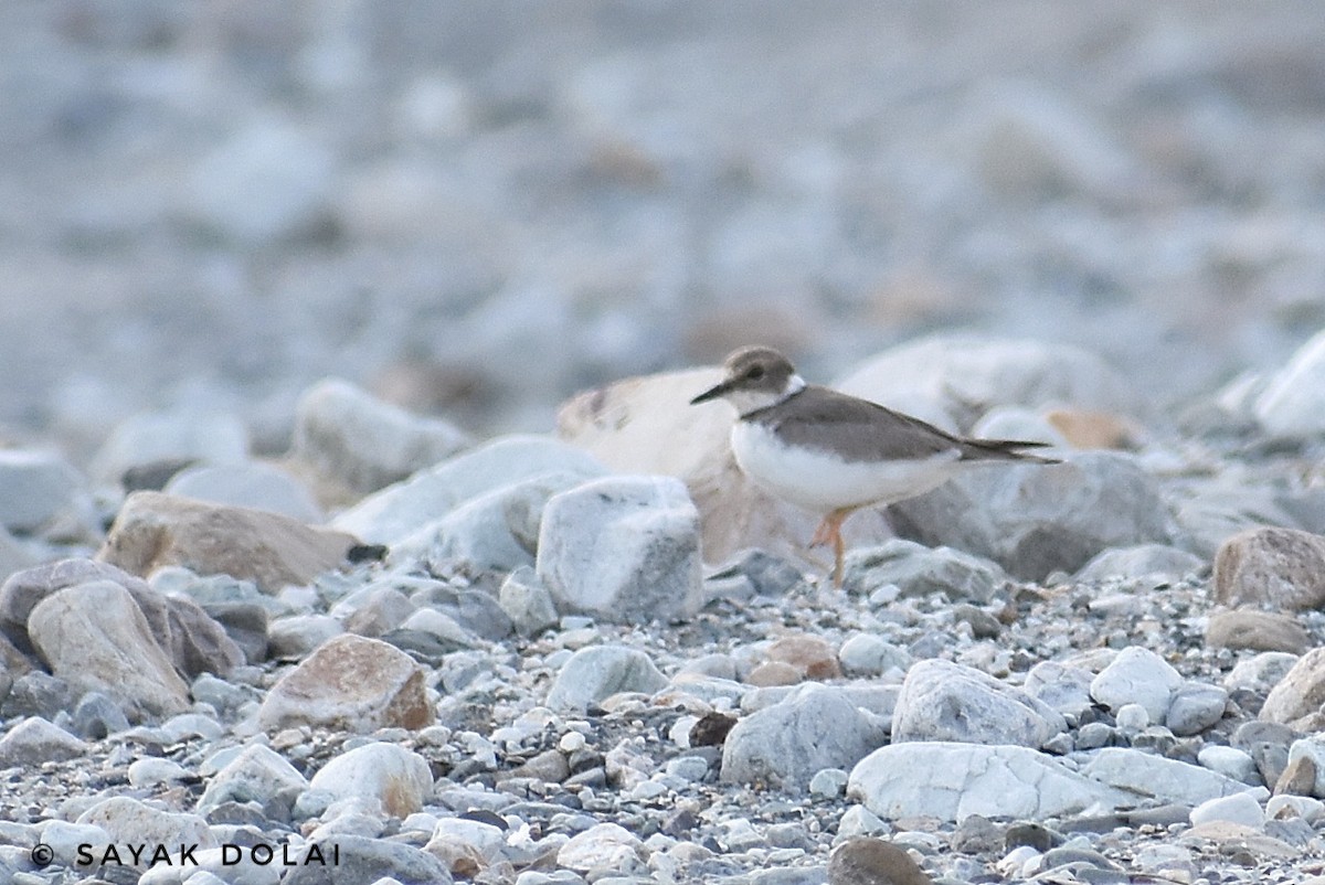 Long-billed Plover - ML389391921