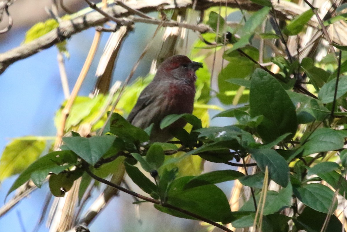 House Finch - ML389393321