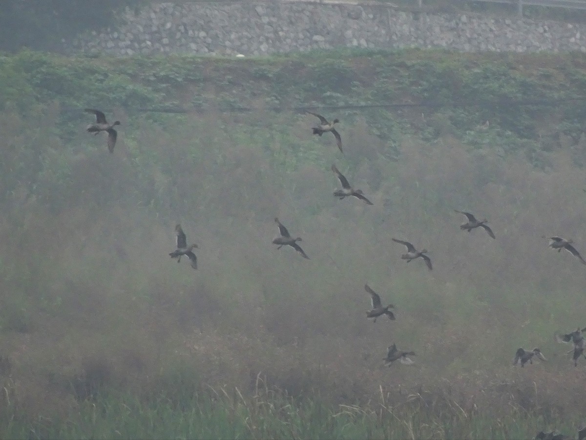 Northern Pintail - ML389393341