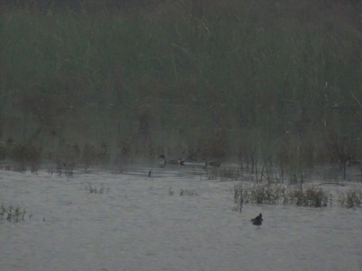 Northern Pintail - ML389393621