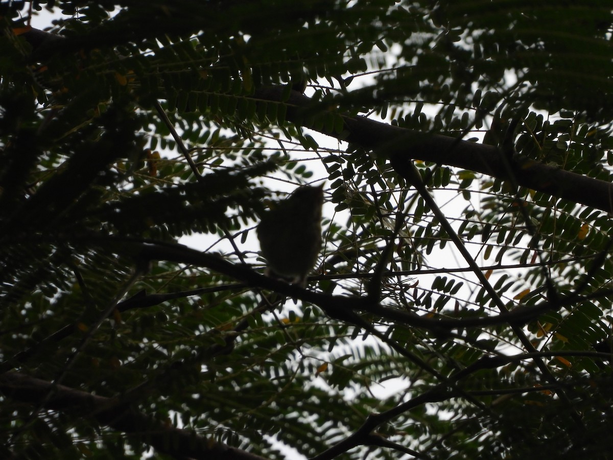 Brown-headed Barbet - ML389394721