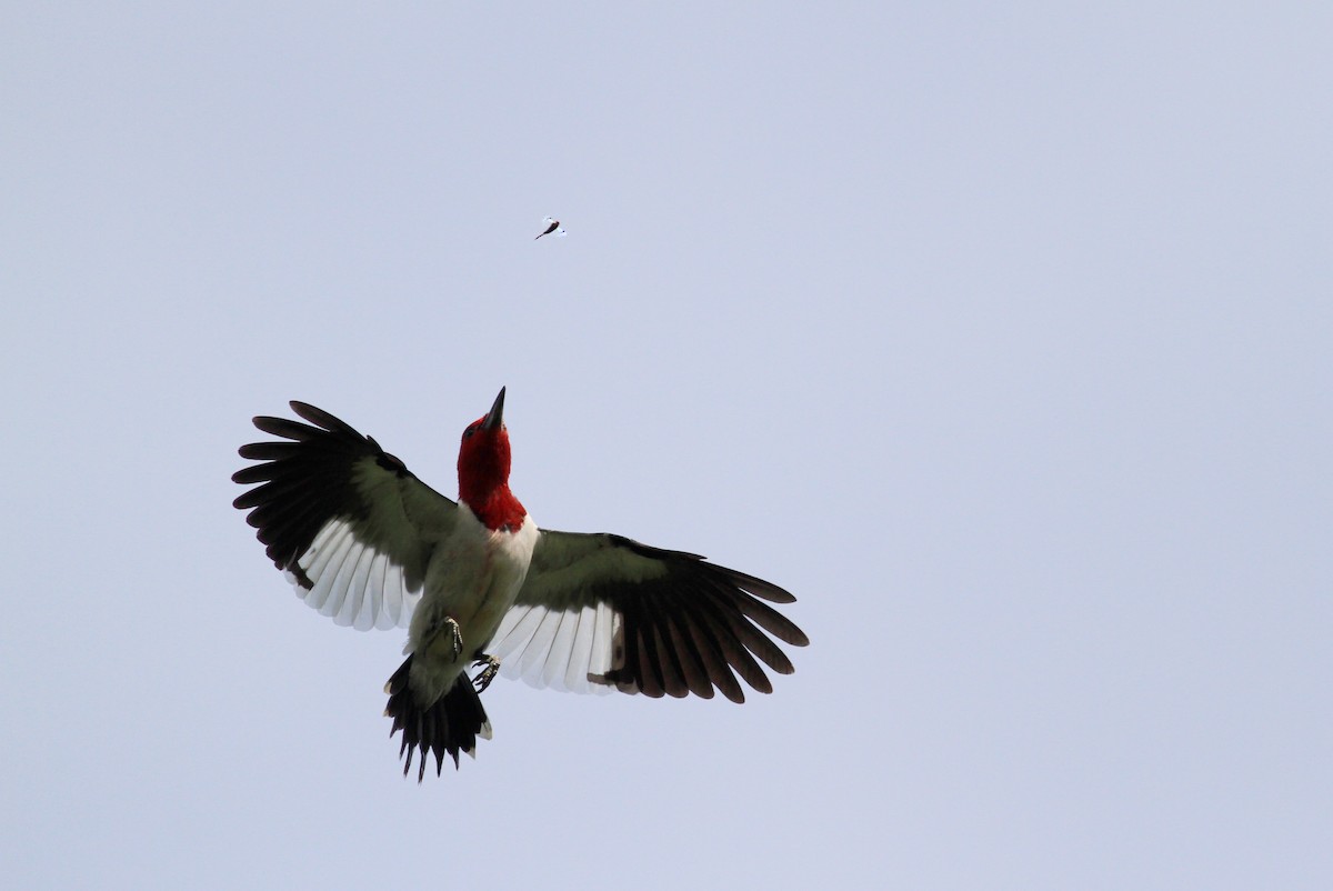Red-headed Woodpecker - Jay McGowan