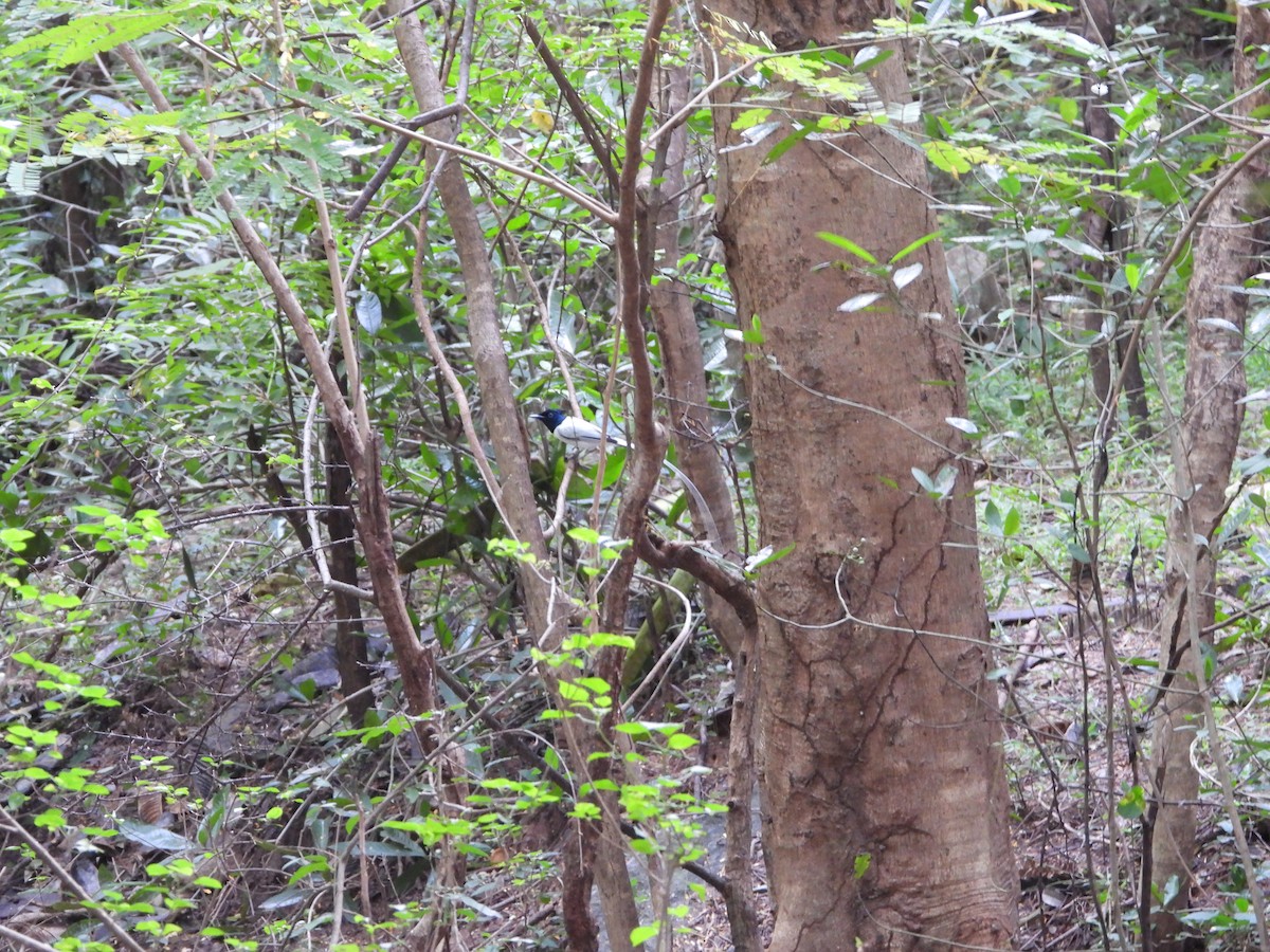 Indian Paradise-Flycatcher - ML389394911