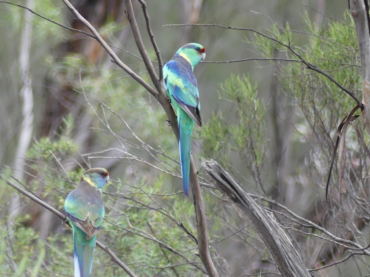 Australian Ringneck - Alison Turner