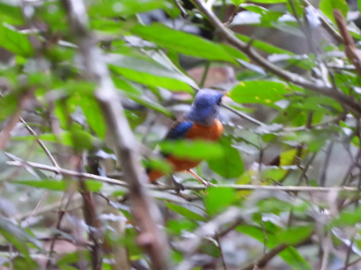 Blue-capped Rock-Thrush - Ragothaman Venkataramanan