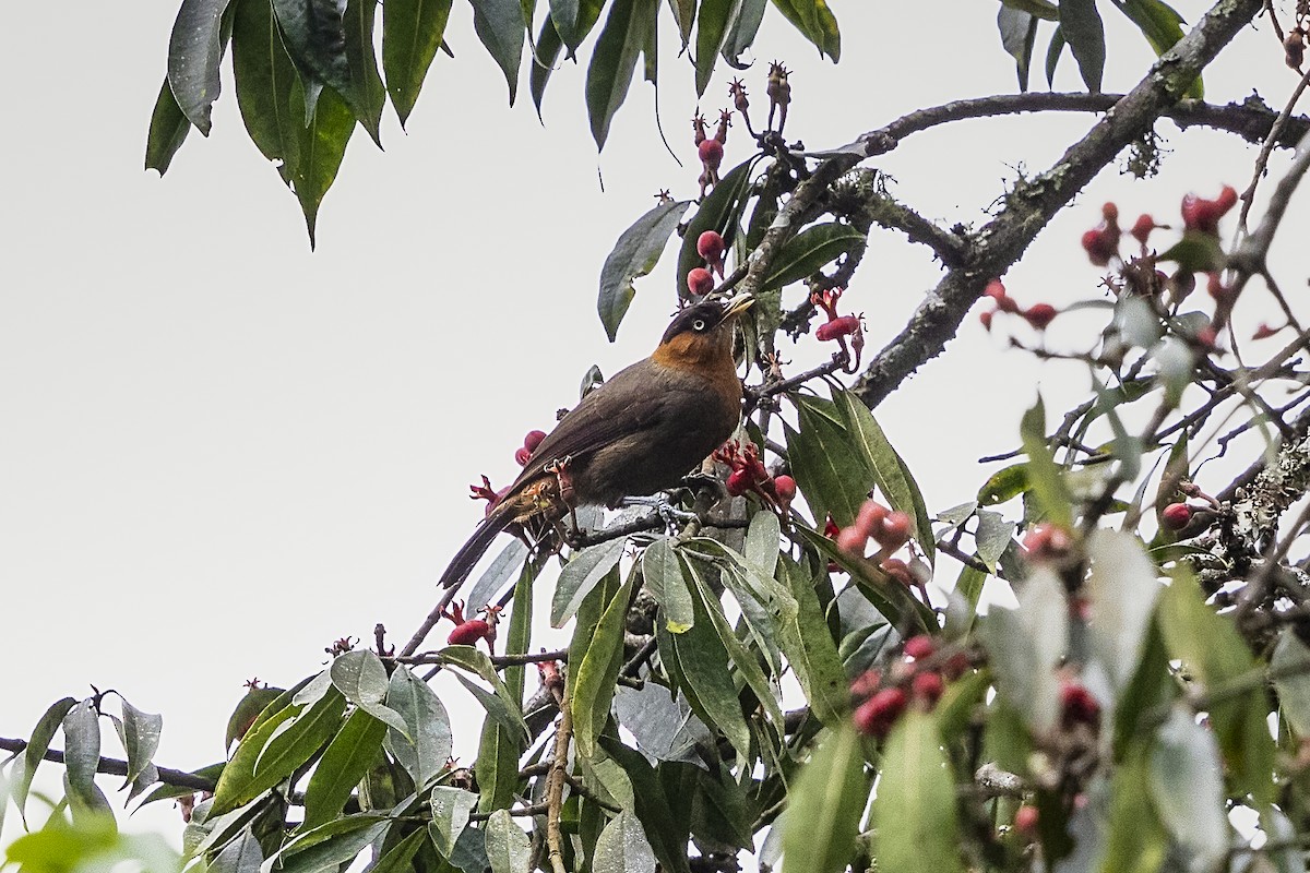 Red-collared Mountain-Babbler - ML389395941