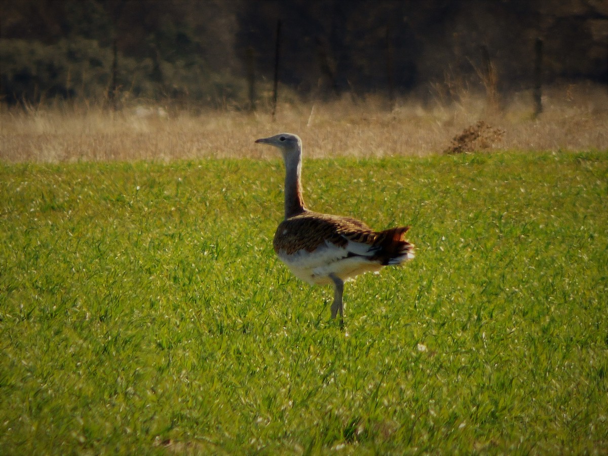Great Bustard - ML389395991