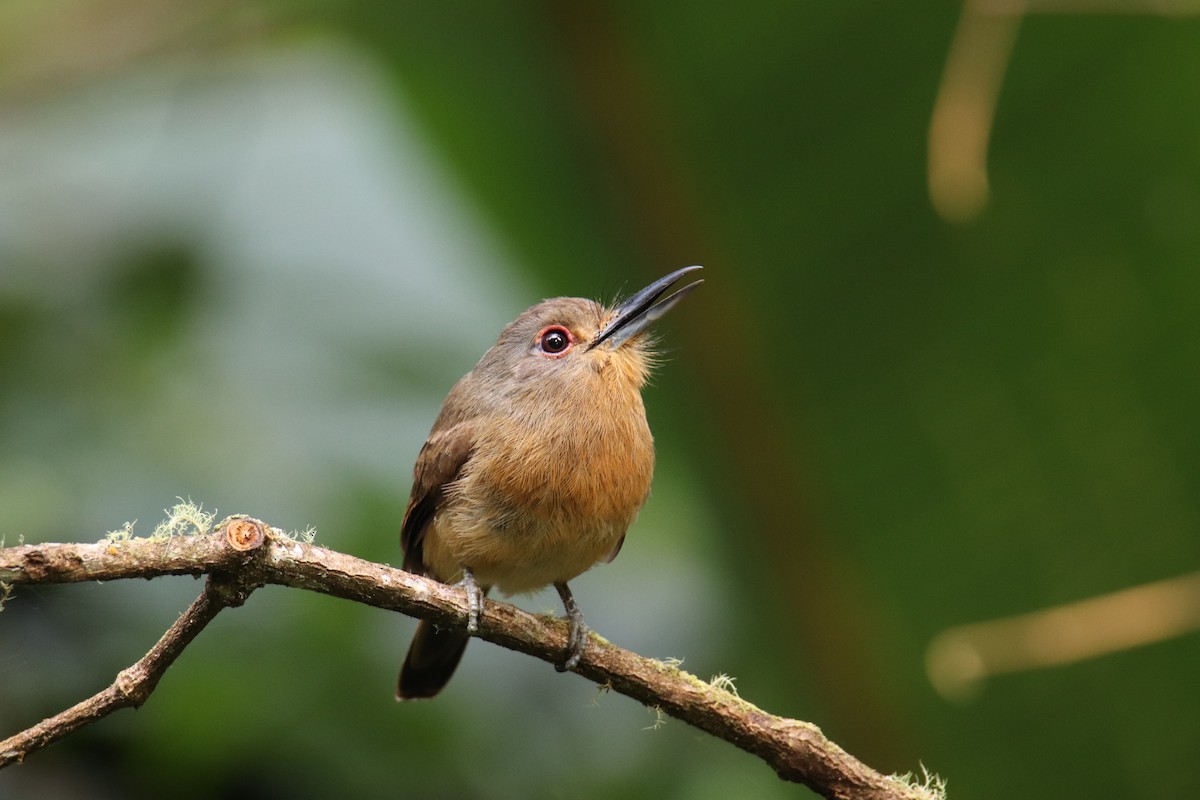 Monjilla Canela - ML389396481