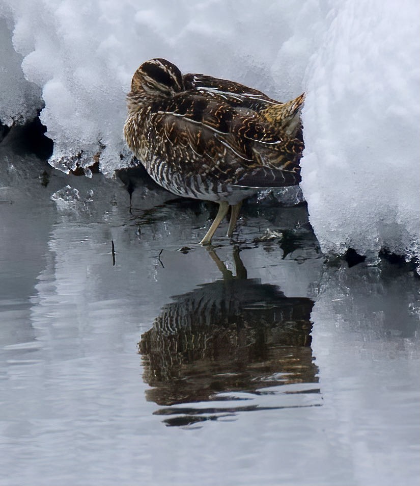 Wilson's Snipe - ML389396731