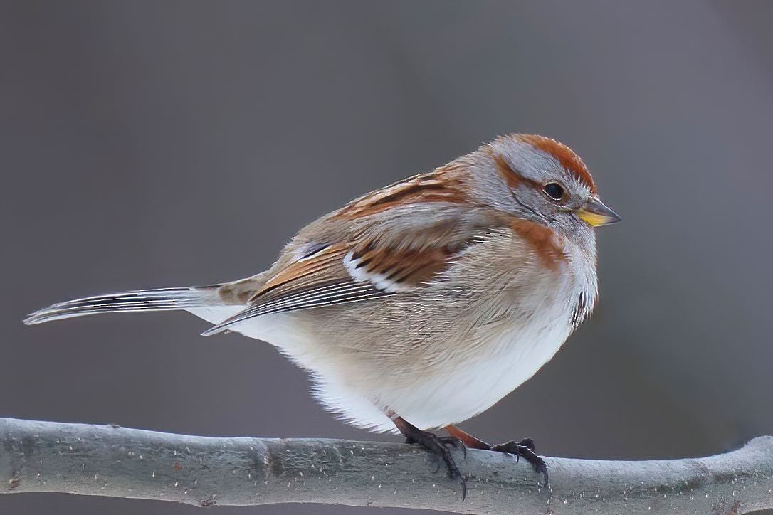 American Tree Sparrow - ML389396941