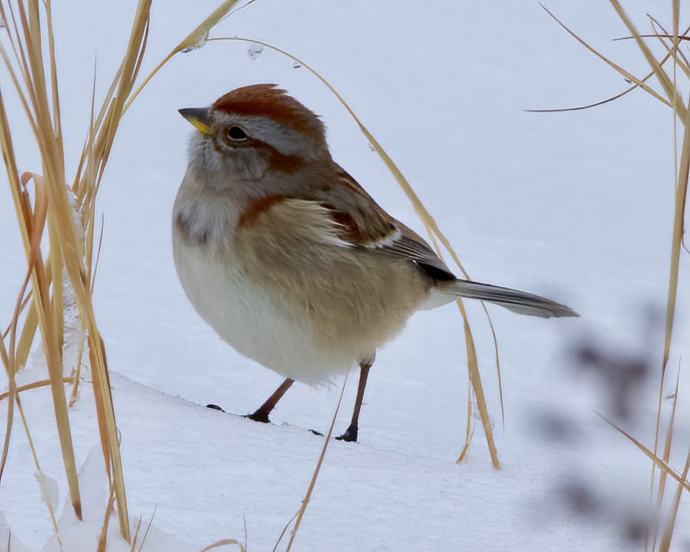 American Tree Sparrow - ML389396951