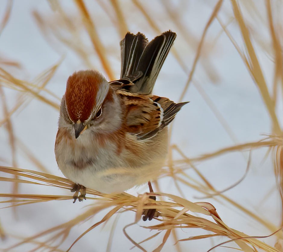 American Tree Sparrow - ML389396961