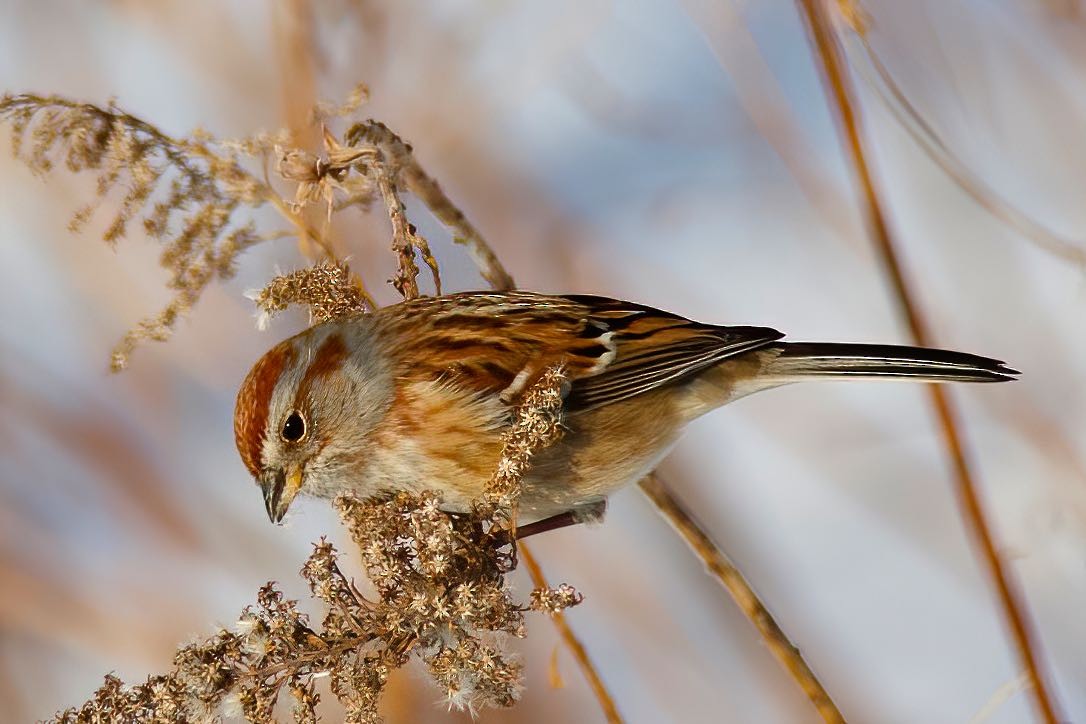 American Tree Sparrow - ML389397691
