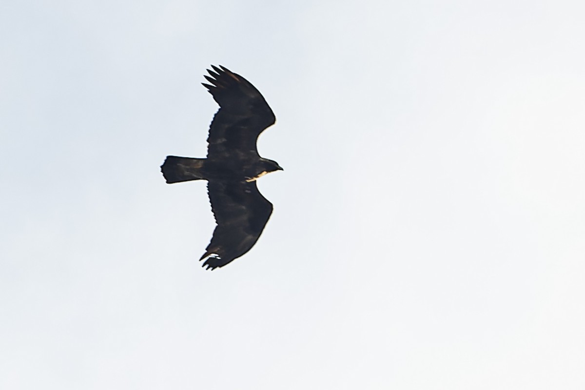 Цармын бүргэд - ML389397721