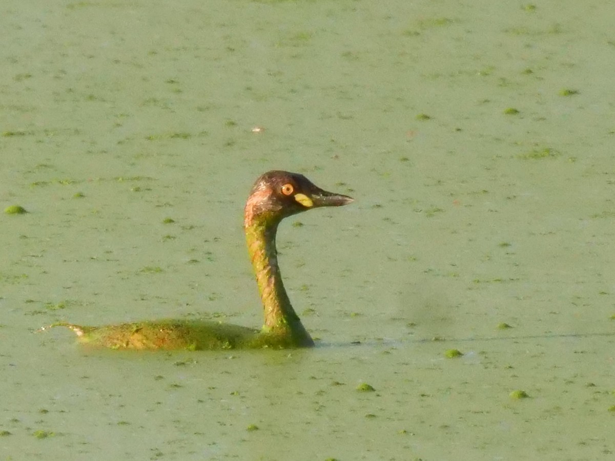 Australasian Grebe - ML389399021