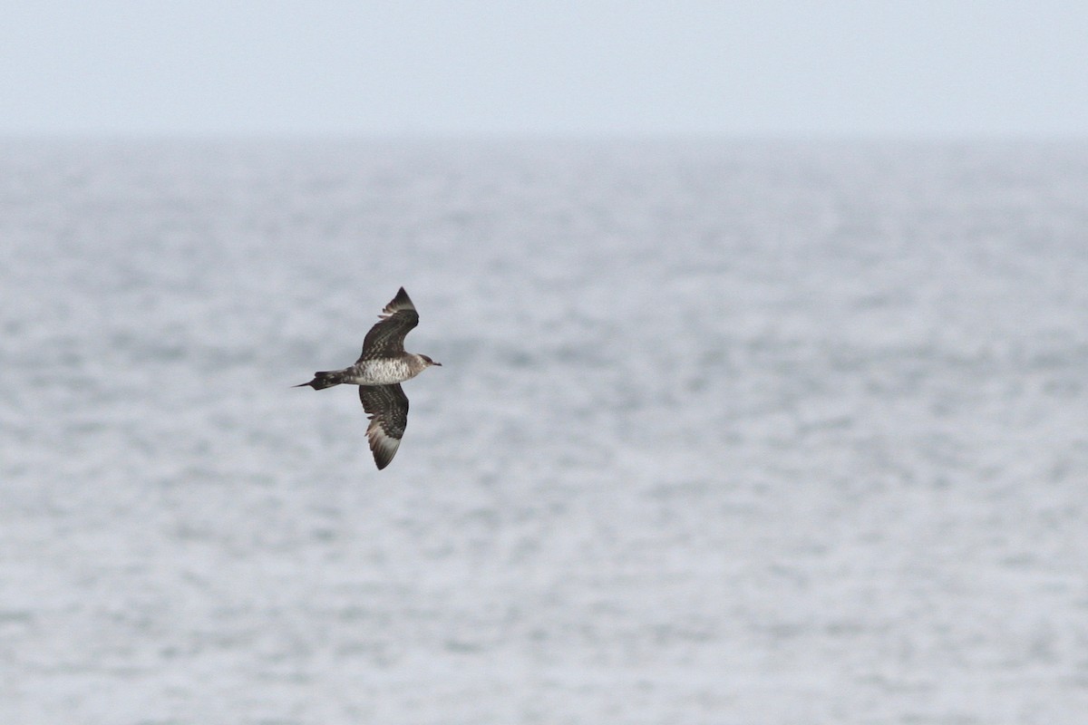 Parasitic Jaeger - ML38940031