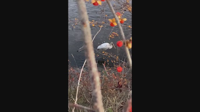 Wood Stork - ML389400851