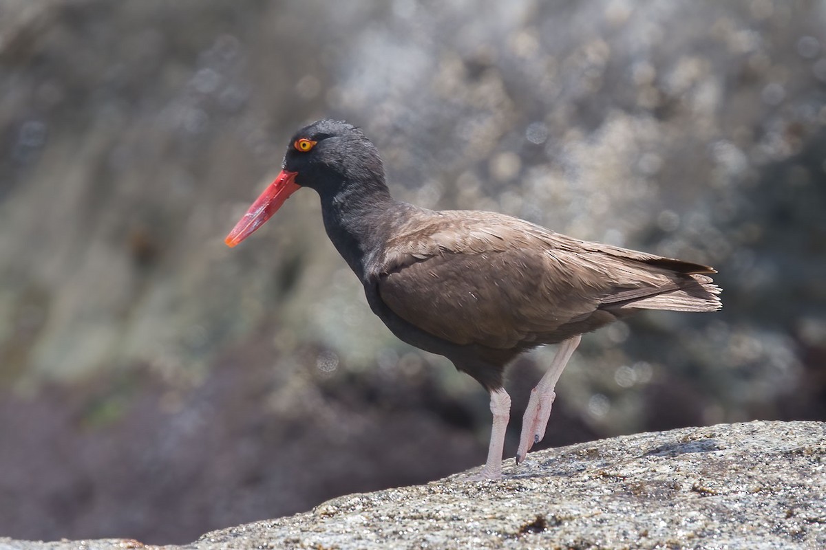 Blackish Oystercatcher - ML389401371