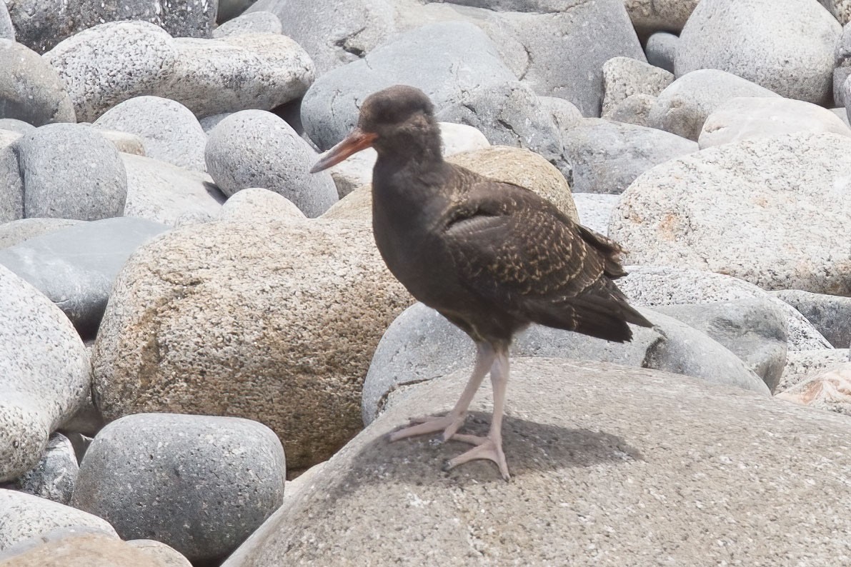 Blackish Oystercatcher - ML389401411