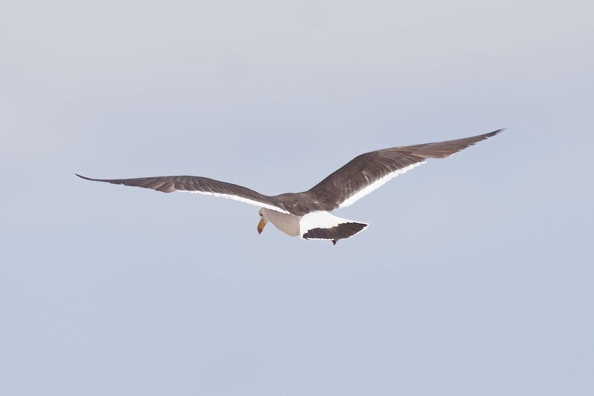 Belcher's Gull - Arthur Grosset