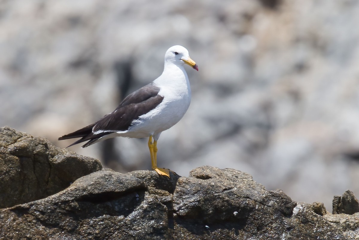 Belcher's Gull - ML389401521