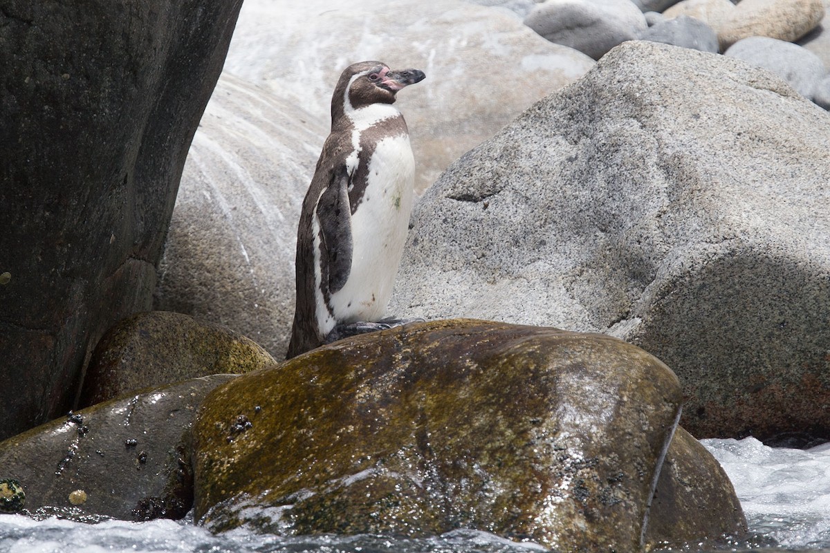 Humboldt Penguin - ML389401561