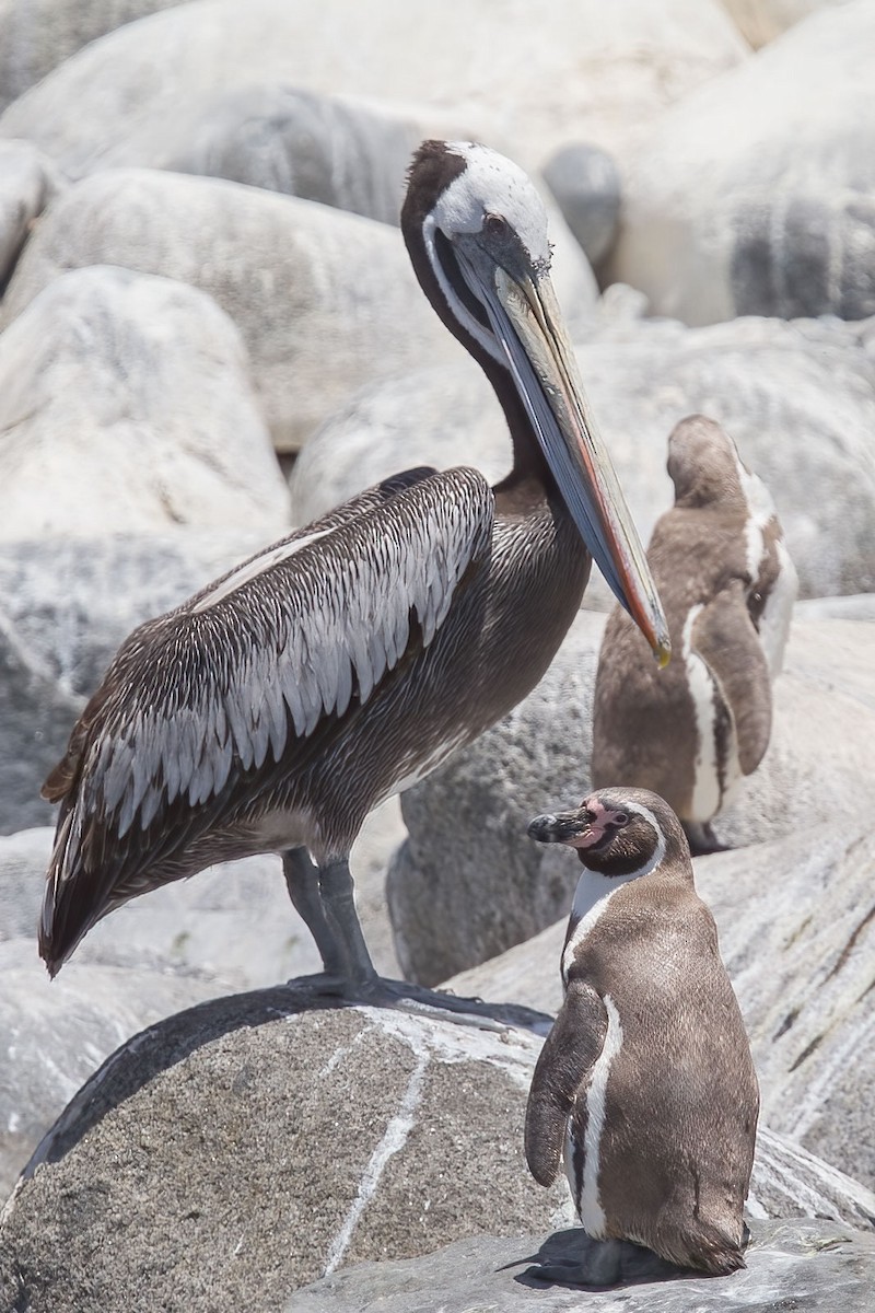 Humboldt Penguin - ML389401621