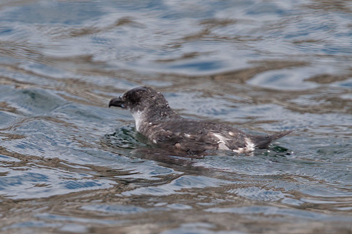 Peruvian Diving-Petrel - ML389401651