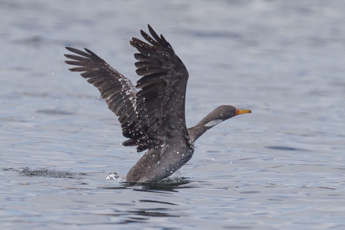 Red-legged Cormorant - ML389401731