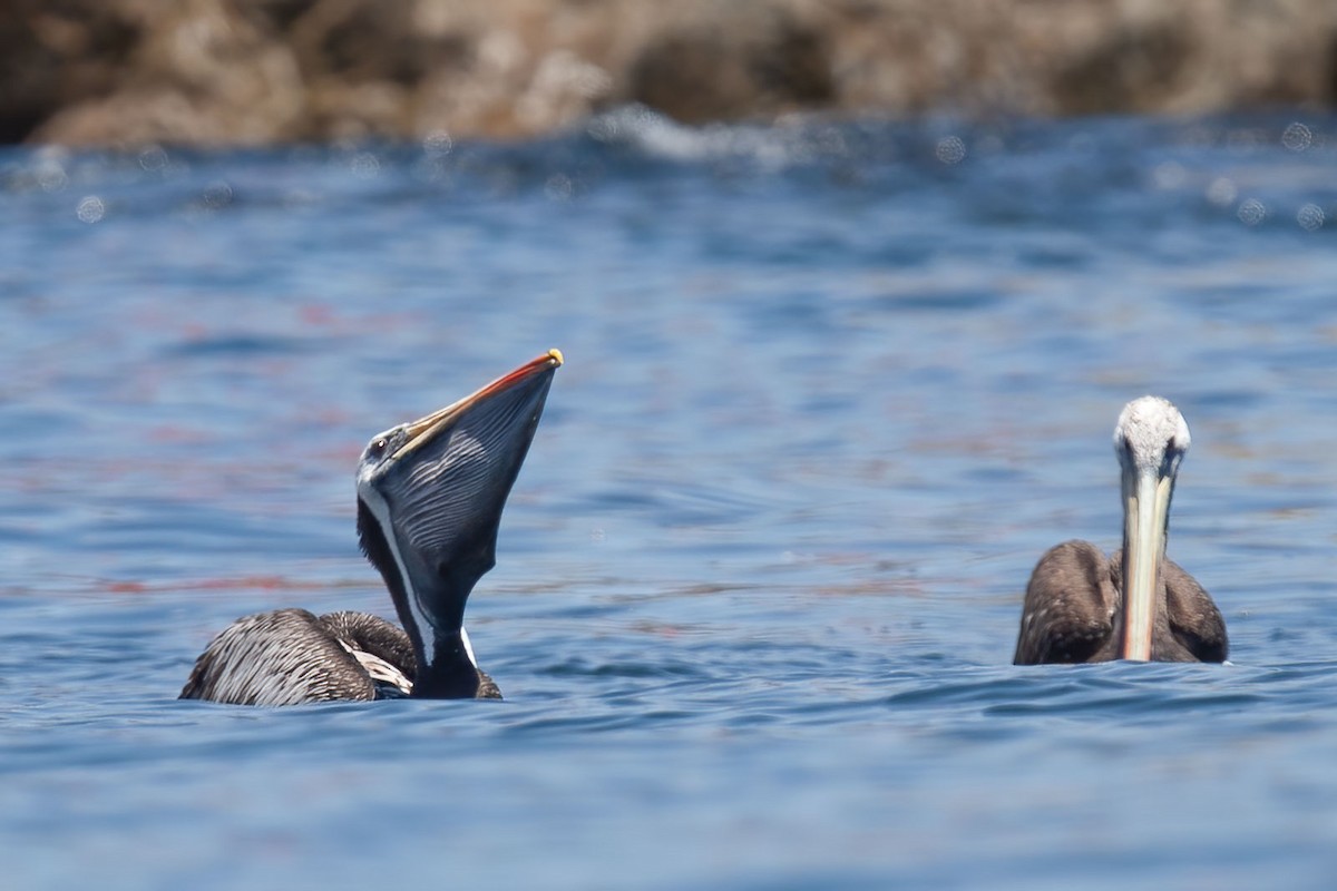 Peruvian Pelican - ML389401831