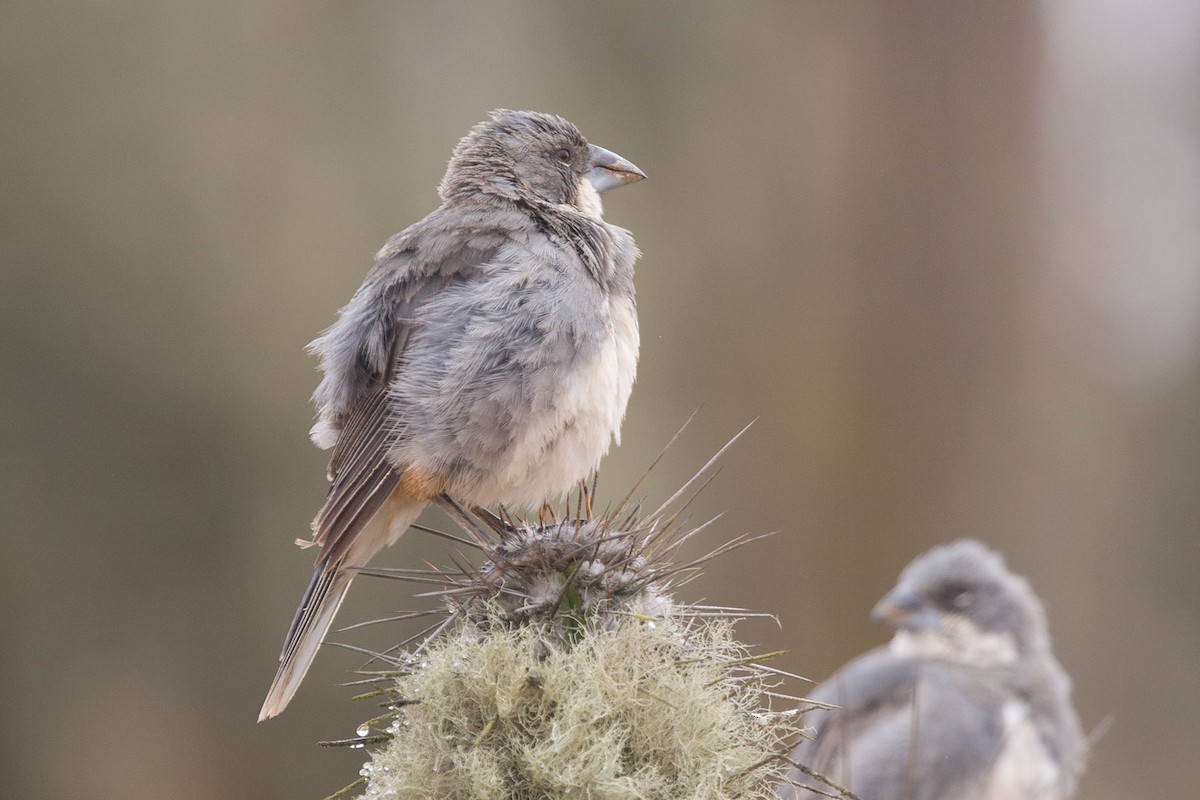 Diuca Finch - ML389402001