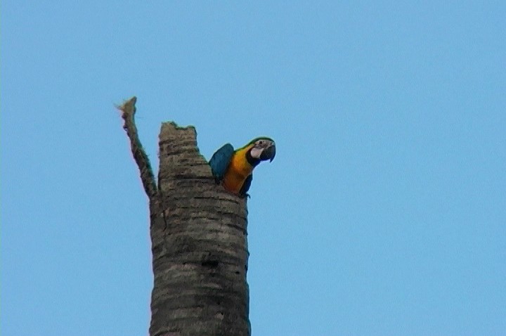 Blue-and-yellow Macaw - ML389402141