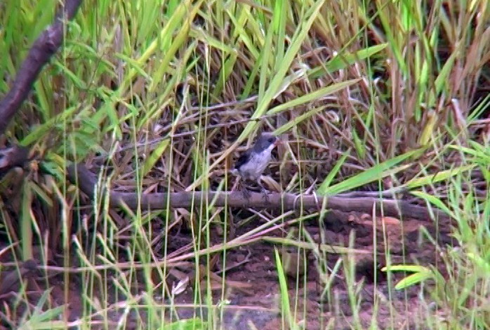 White-bellied Seedeater (Gray-backed) - ML389403001